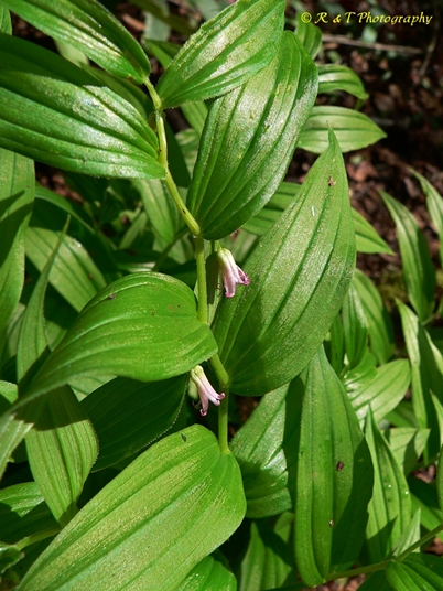{Streptopus lanceolatus}